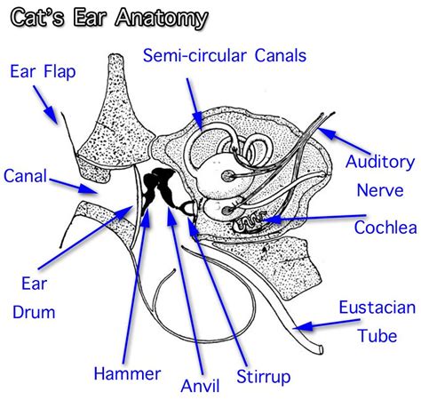 Pin on cat anatomy