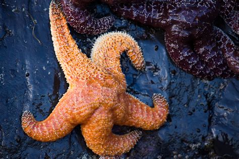 Ochre Sea Star (Gwaii Haanas Kelp Forest & Rocky Reef Project (a MLNEP guide)) · iNaturalist Mexico