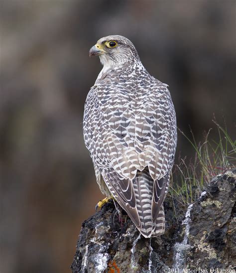 Fálki / Gyrfalcon / Falco rusticolus | Anton Ísak Óskarsson | Flickr