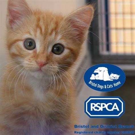 Adopt, don't shop! Pet rehoming at Bristol RSPCA Dogs and Cats Home