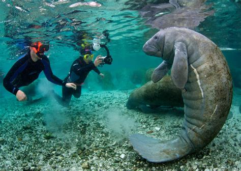 Swim & Snorkel with Manatees 2024 | Florida