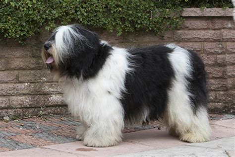 Polish Lowland Sheepdog | Breeds A to Z | The Kennel Club