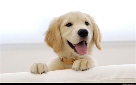 Golden Retriever Wallpapers - Wallpaper Cave