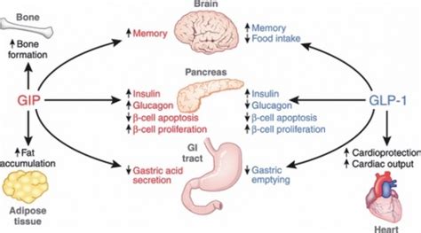 Gastric inhibitory polypeptide – ויקירפואה