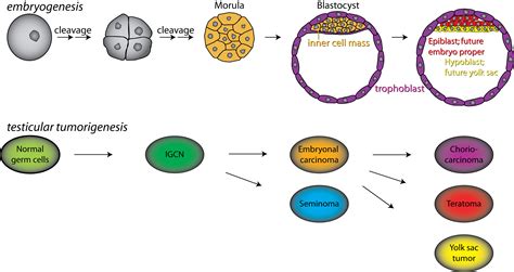 Germ cells; Gametes; Germ-Line Cells