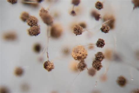 Rhizopus Bread Mold Under the Microscope. Stock Photo - Image of culture, microscope: 165803882