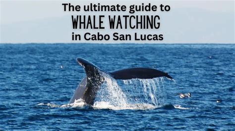 The Ultimate Guide to Whale Watching in Cabo San Lucas | InfoVacay