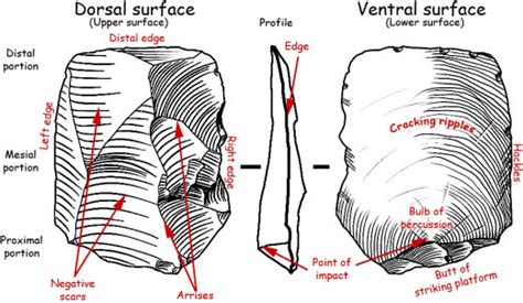 Understanding Stone Tools