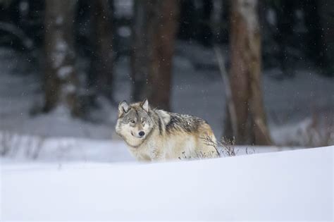 Winter Wildlife of Yellowstone Workshop — Jared Lloyd Photography