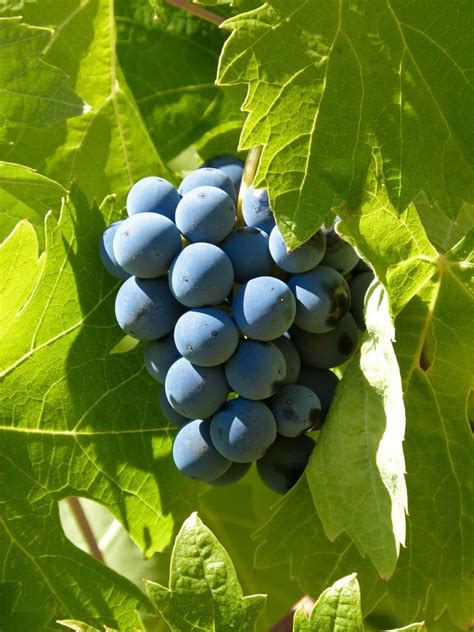 Grape Varieties: Grenache - Weekend in Europe