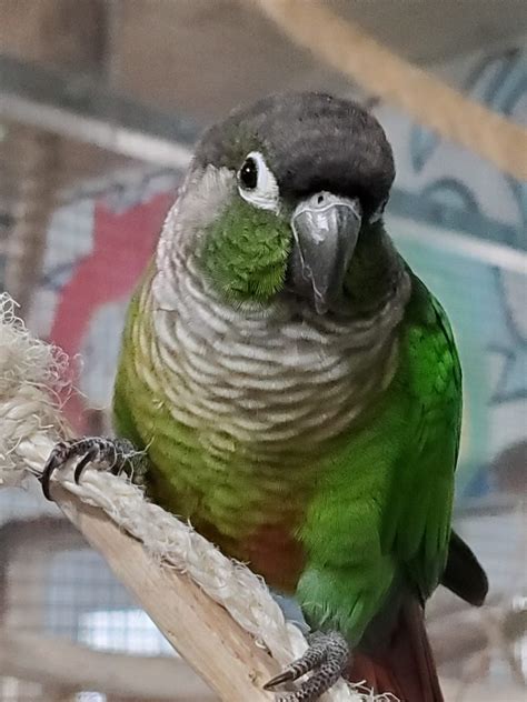 Baby - Green Cheek Conure - Exotic Avian Sanctuary of Tennessee