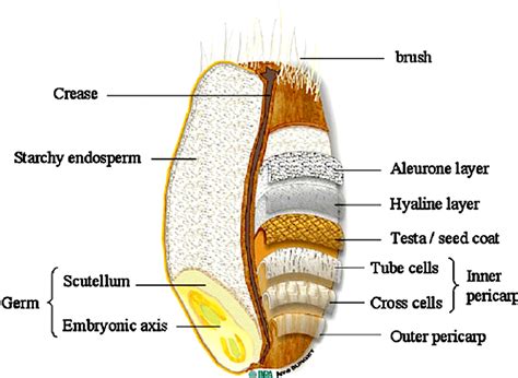 Morphologyex Kernel