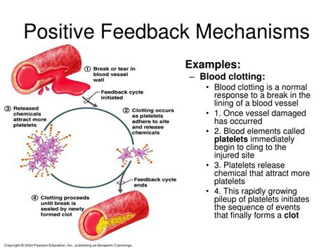 PPT - THE HUMAN BODY AN ORIENTATION PowerPoint Presentation, free ...