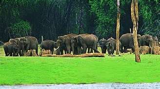 Wildlife in Kerala | Kerala WIldlife Guide