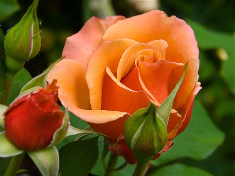 Beautiful Color - Roses Wallpaper (18577537) - Fanpop - Page 10