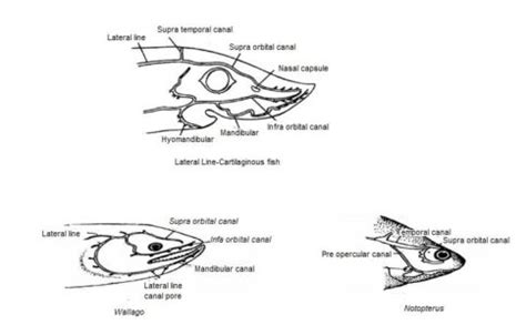 Lateral Line System of Fishes - Biology Educare