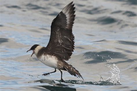 Devon Bird News: Arctic Skua - Lyme Bay 06/11/10