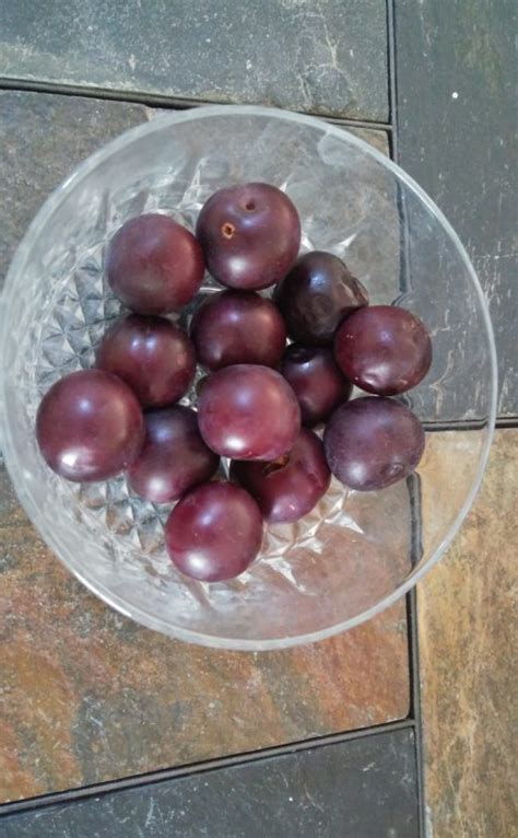 Are purple leaf plums edible? · V.I.P. Landscaping