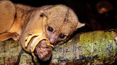 Volunteering at Monkey Bay Wildlife Sanctuary by Andy Briggs