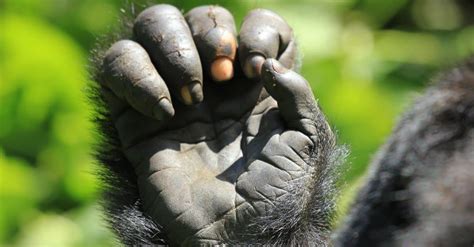 Gorilla Hands vs. Human Hands: What's the Difference? - A-Z Animals