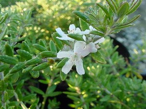 Westringia fruticosa (Australian Rosemary)