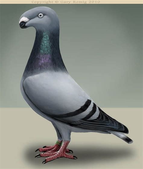 English Show Homer Pigeon by Gary Romig | Pigeon, Beautiful birds, Bird art