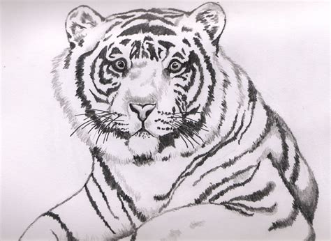 White tiger sketch | Tiger drawing, Tiger sketch, Drawings