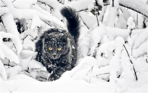 cat, Snow, Animals, Yellow Eyes, Black Cats Wallpapers HD / Desktop and Mobile Backgrounds