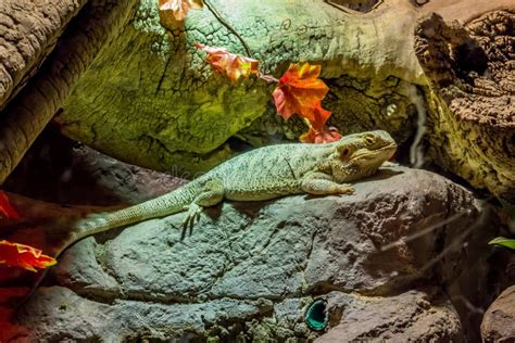 Pogona stock image. Image of eight, lizard, cream, nature - 61564161