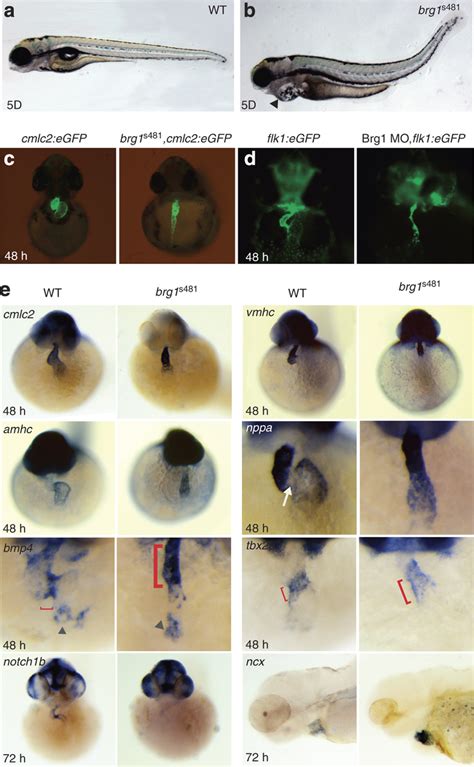 Loss of Brg1 leads to heart development defects in the zebrafish ...