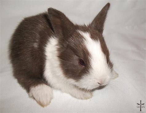 White and Brown Baby Bunny I by TheoGoth on DeviantArt