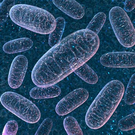 Not your mom’s genes: Mitochondrial DNA can come from dad