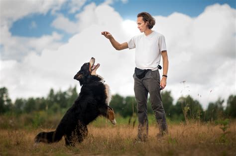 Bernese Mountain Dog Training: Berners Best Behavior - Berner Mountain Dog