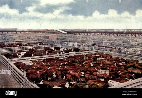 Union Stock Yards, Chicago, circa 1907 Stock Photo - Alamy