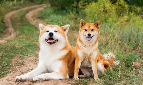 53 Incredible Japanese Dog Names and Their Meanings - IMP WORLD