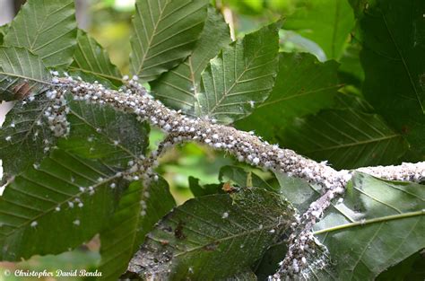 Illinois Botanizer: Beech Blight Aphids