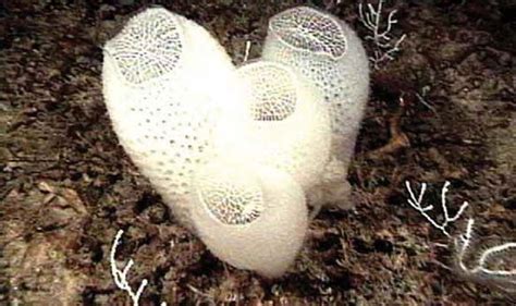 Venus’s flower basket | Glass Sponge, Hexactinellid, Euplectella | Britannica