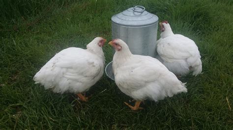 The Acre Lab: Broiler Chickens