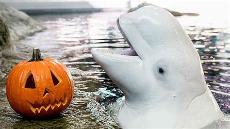 PHOTOS: Shedd Aquarium animals play with Halloween treats | abc7chicago.com