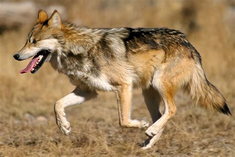 Mexican Wolf (Canis lupus baileyi) - Brilliant Creation