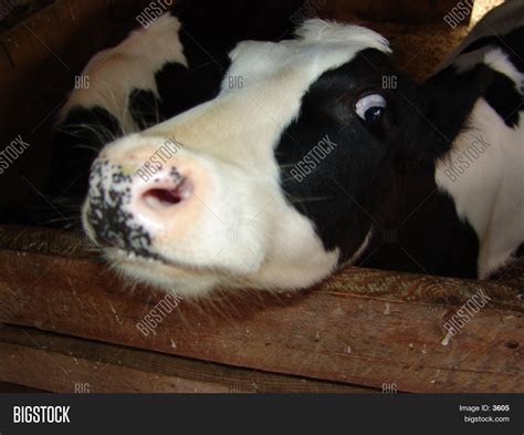 Crazy Cow Image & Photo (Free Trial) | Bigstock