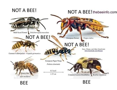 Bug Finder: Find here Bees, Ants, Wasps & other Insects to Recognize it ...