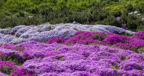 How and when to plant creeping phlox - Mac Apps World