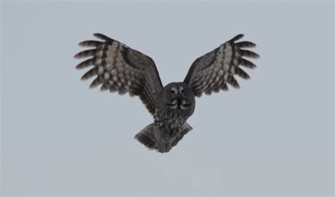 Flying Owl Free Stock Photo - Public Domain Pictures