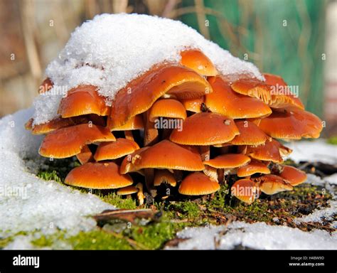 Brick cap, an edible mushroom, Hypholoma sublateritium, also growing in winter on snow-covered ...