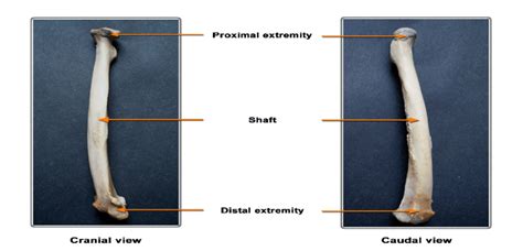 Cranial and caudal view of Radius | Download Scientific Diagram