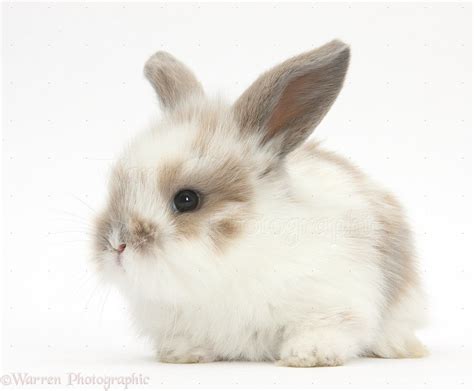 Baby Rabbit Care Tips and Advices - InspirationSeek.com