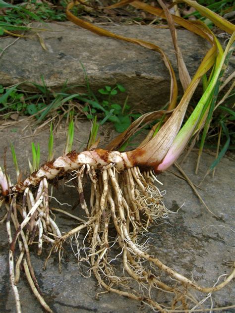 Calamus (Acorus calamus) | LONE PINE