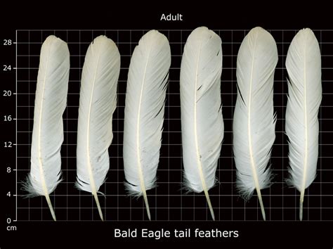 The Feather Atlas - Feather Identification and Scans - U.S. Fish and ...