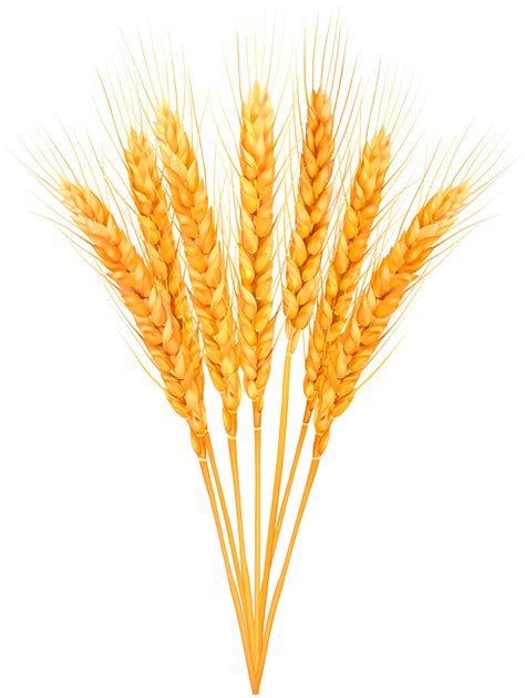 Wheat Clipart Png - PNG Image Collection